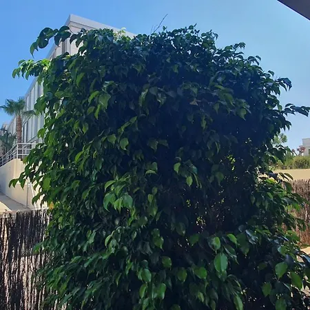 Bajo Urbanizacion Punta Paloma *